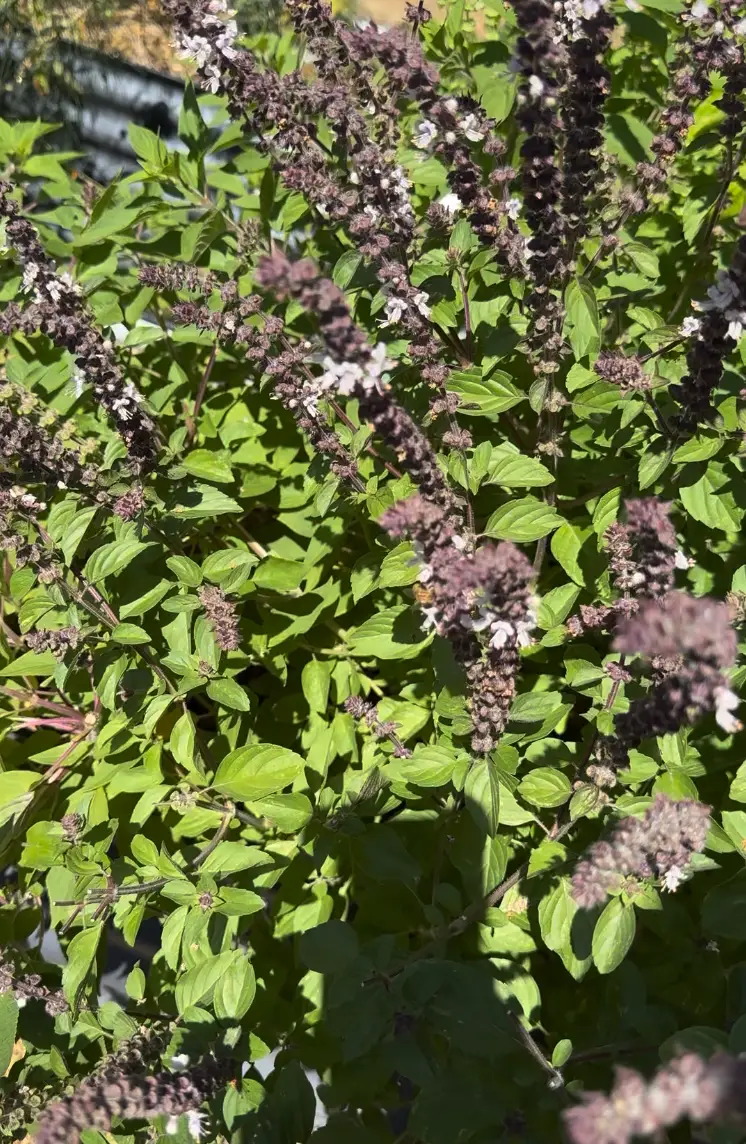 Screenshot 2025-09-12 at 5.35.12 PM